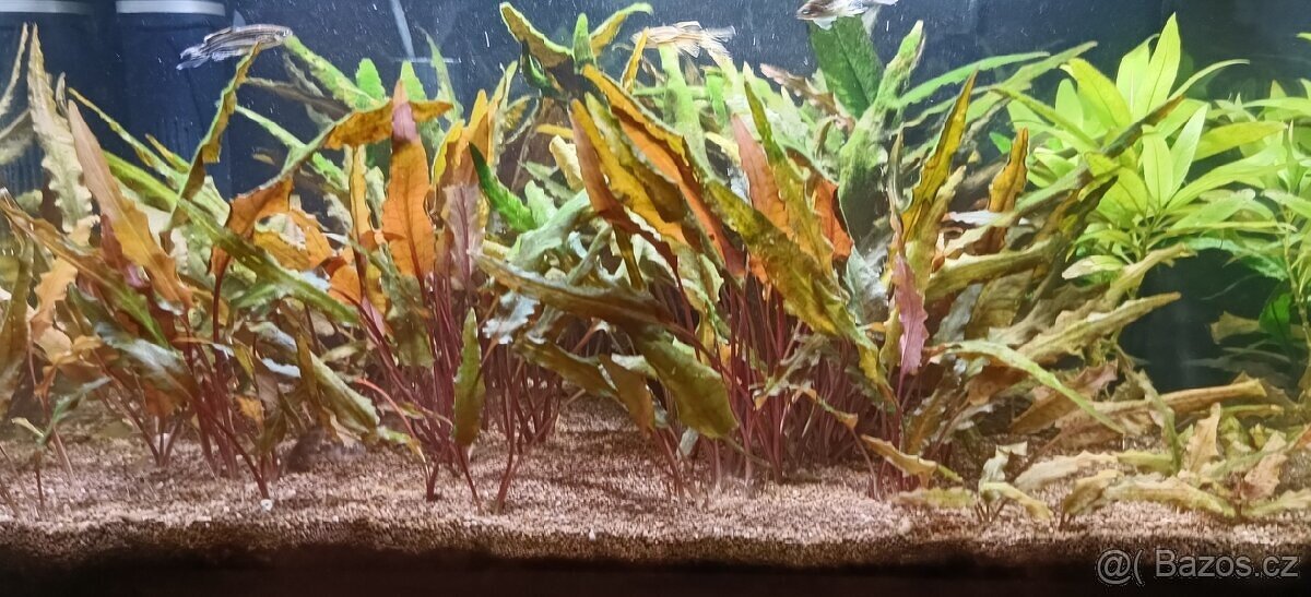 Akvárium 40 litrů - 4