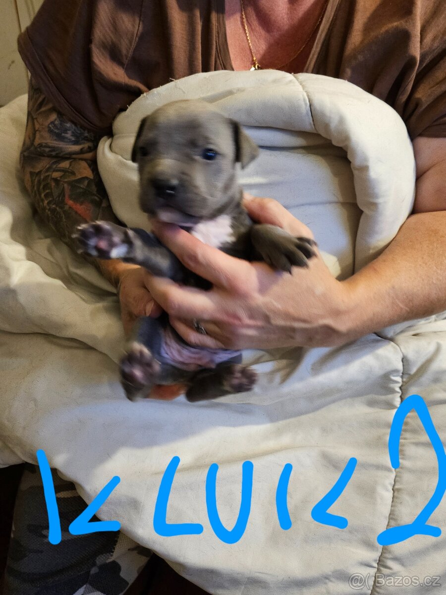 Štěňátka Pitbulla prodám - 4