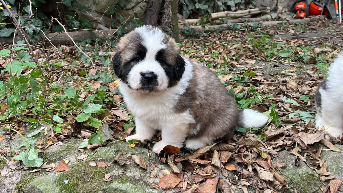 Moskevský strážní pes - štěňata s PP - 4