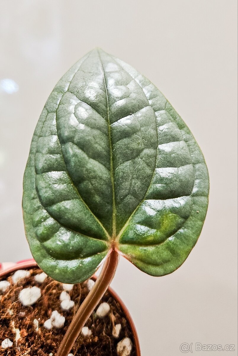 Anthurium Luxurians - 4