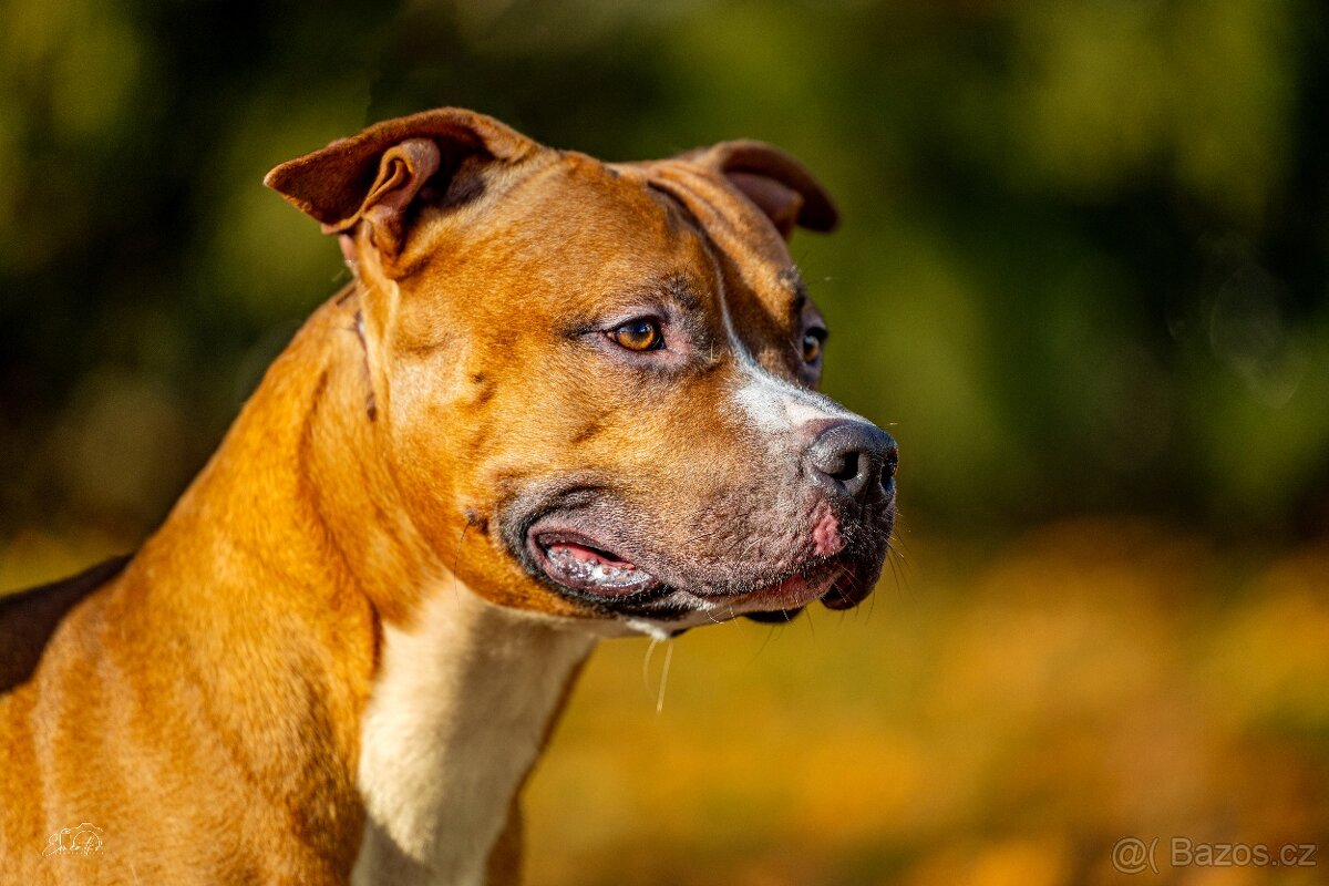 Americký stafordšírský teriér ke krytí - 4