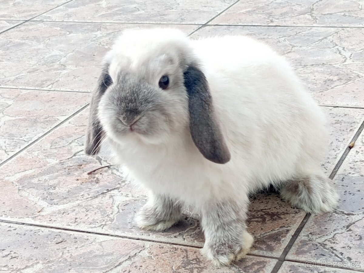 Volná samička - Anglický Zakrslý Beránek MiniLop🍑🧡 - 4