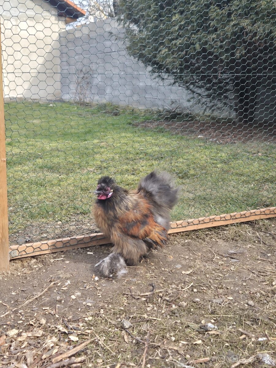 Hedvábnička - kohouti - 4