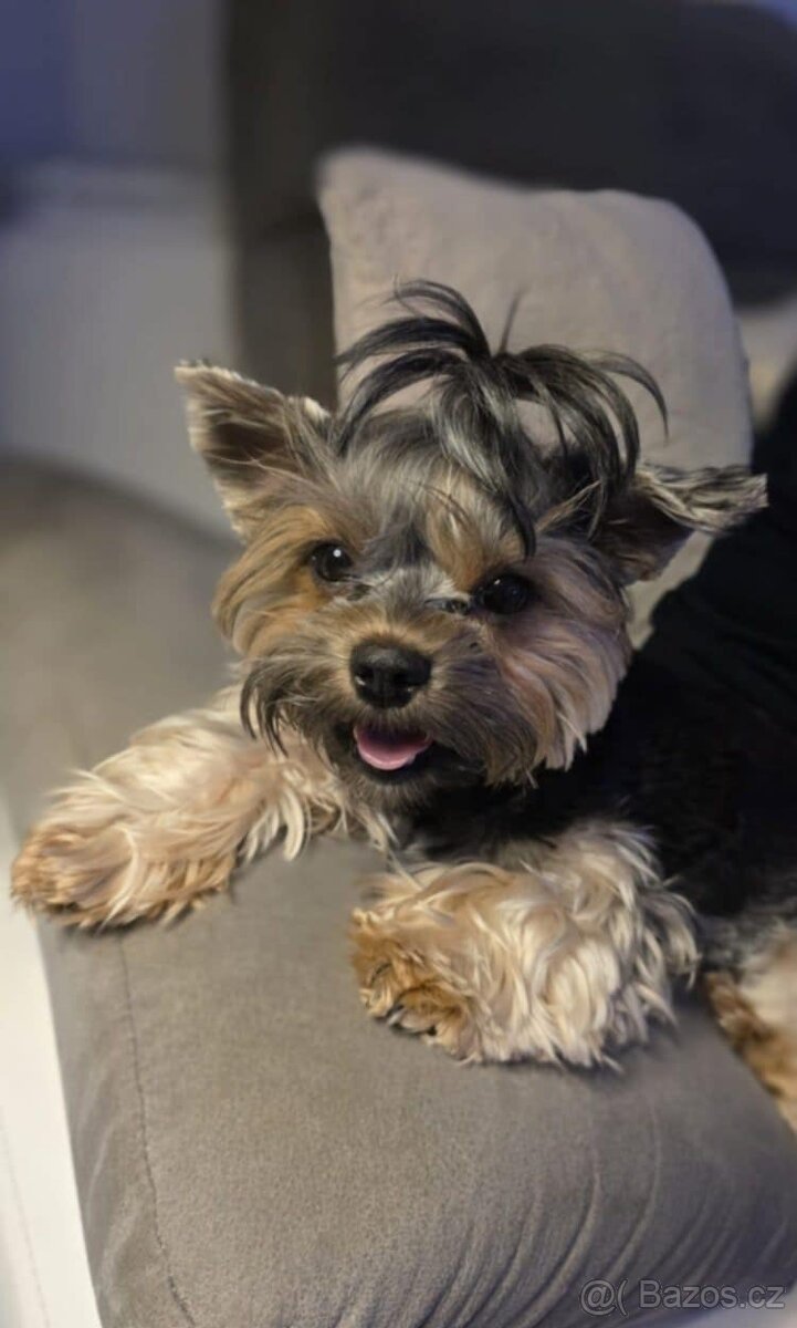 Jorkšírský teriér - 4