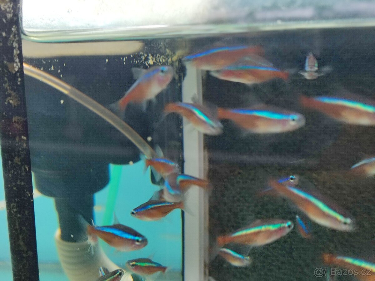Akvarijní ryby neonka ancistrus sumecek - 4