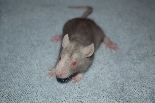 Potkan, potkánek, potkánci s VP - 4