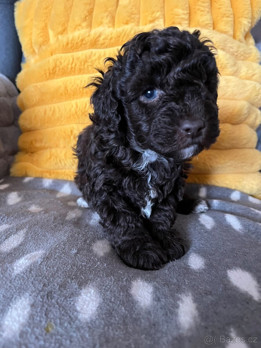 Pudl trpasličí čokoládový - 4