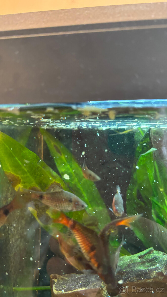 PRODÁM KOMPLET.AKVÁRIUM JUWEL - 4