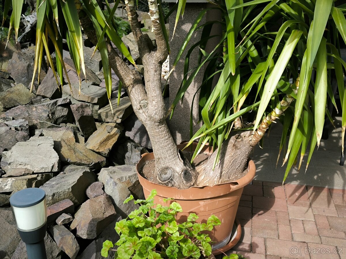 Juka pokojová, stáří 26 let, původ Kanárské ostrovy - 4