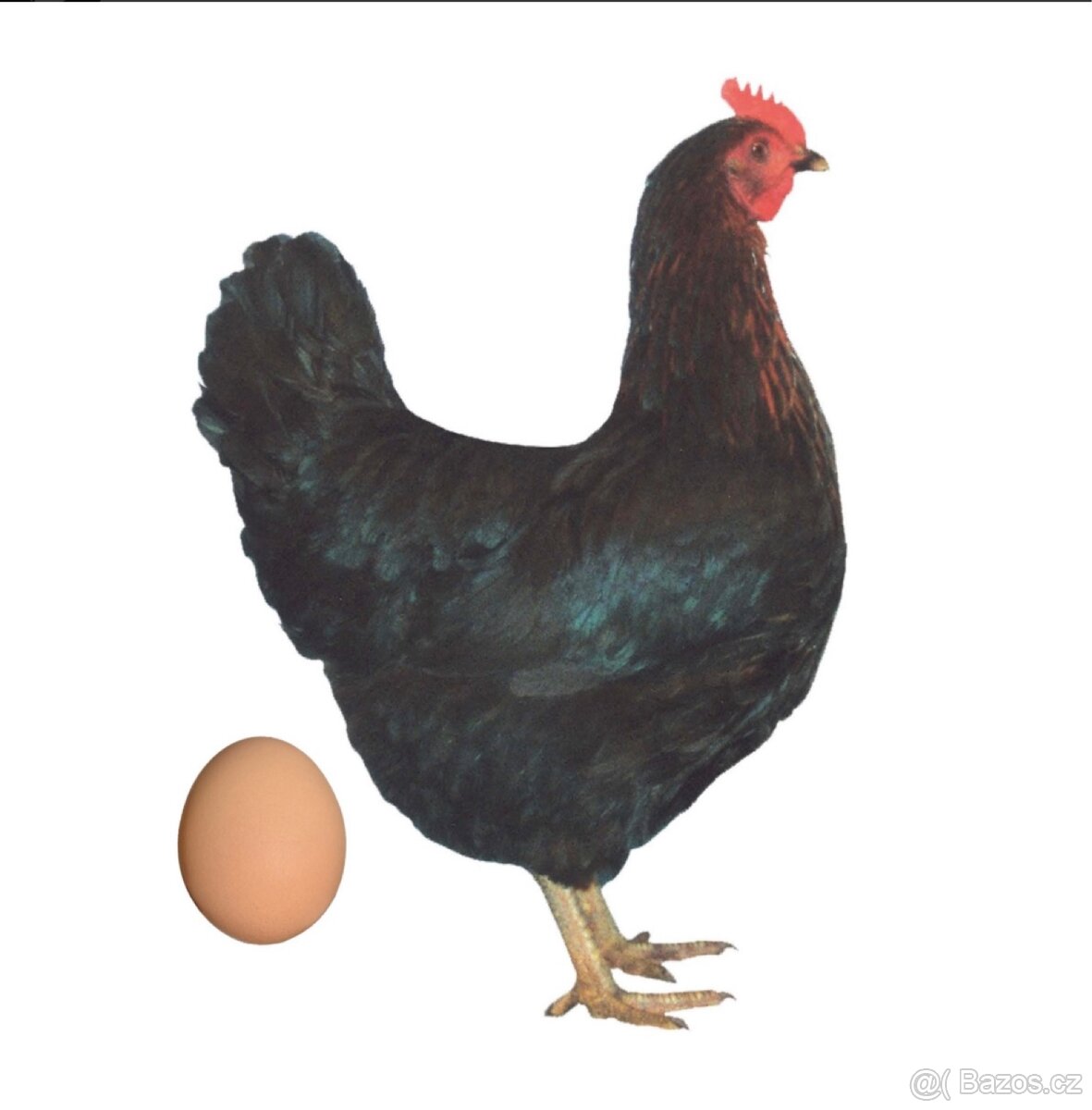 Prodej kuřic 13 týdnů - 4