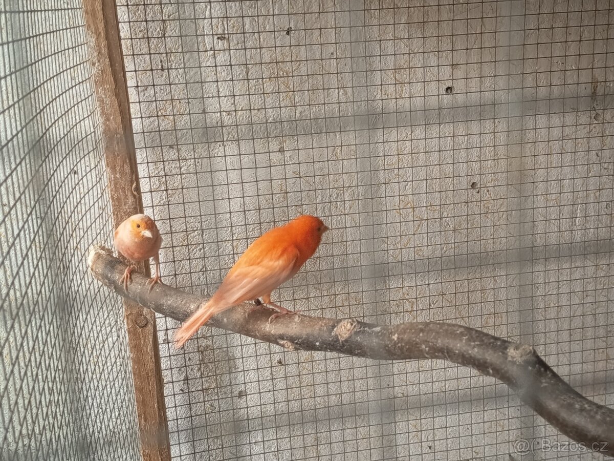 Prodám kanárky - 4