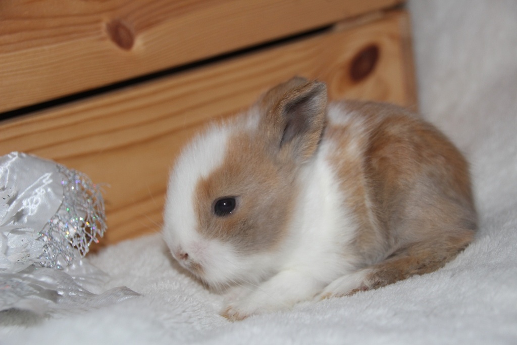 Vánoční miminka králíčků - zakrslí lvíčci, teddy - 4