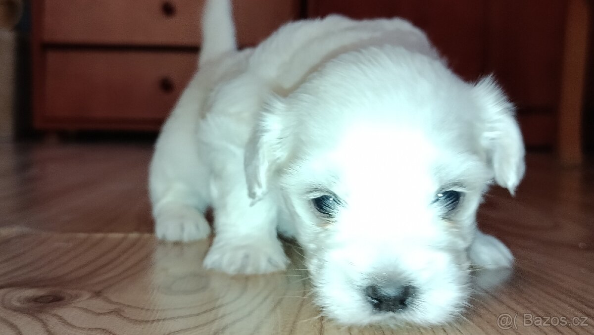 Maltézský psík/maltézáček (bez PP) - 4