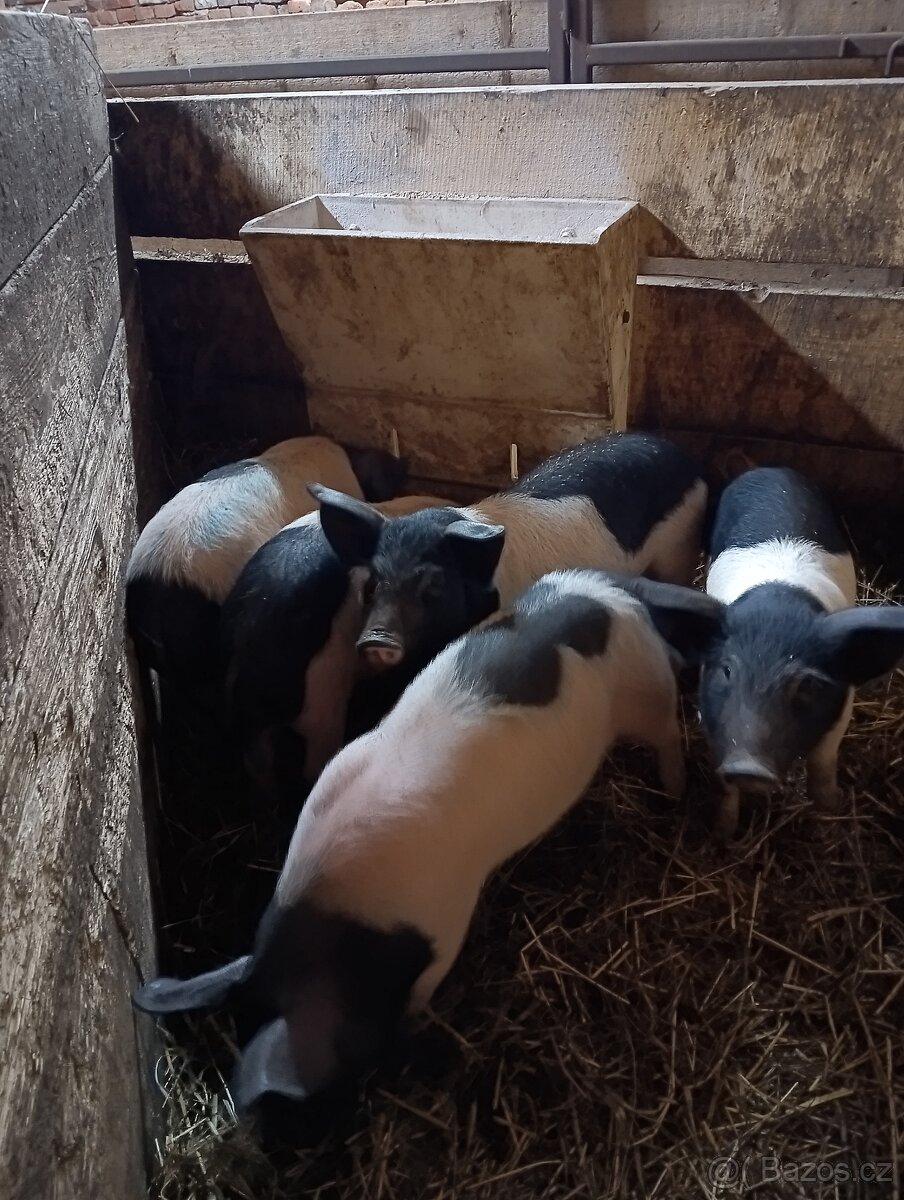 Přeštické seleta- - 4