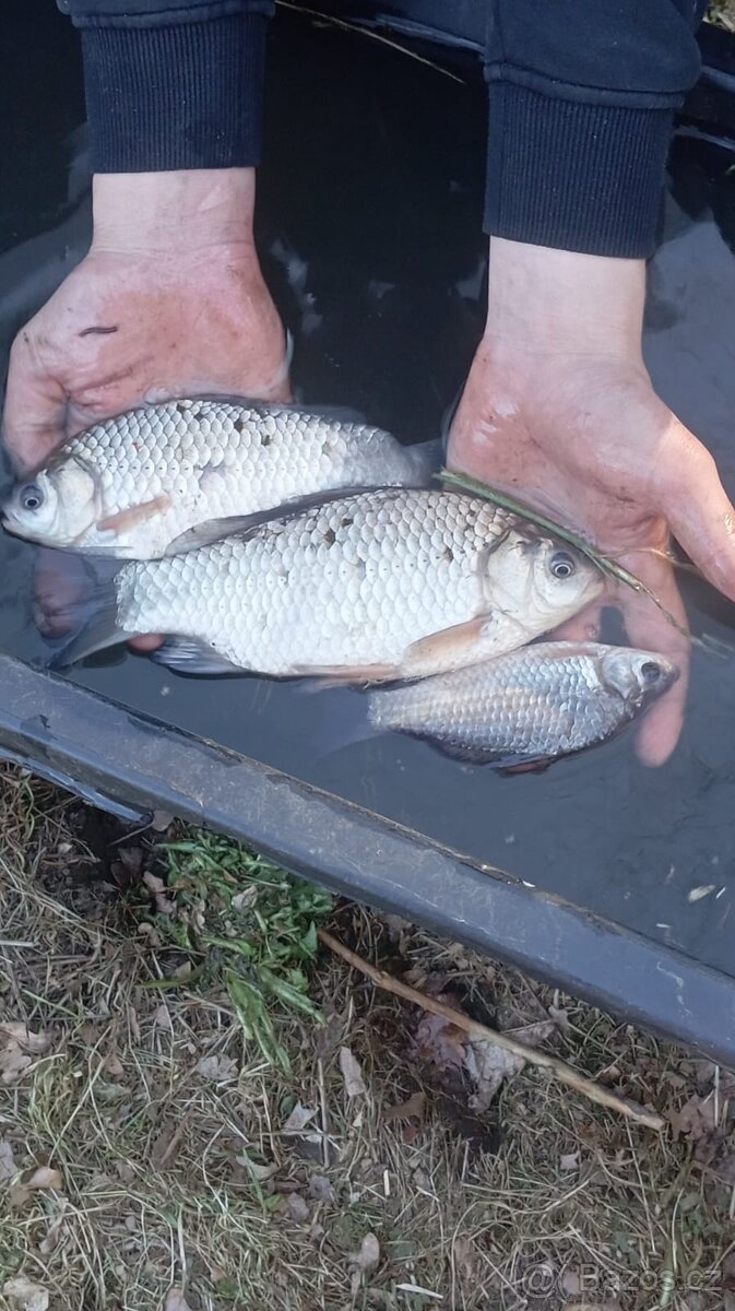 Karas stříbřitý - 4