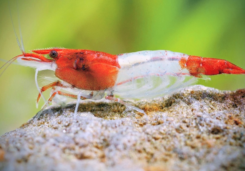 Prodej krevetek a doplňků - 4