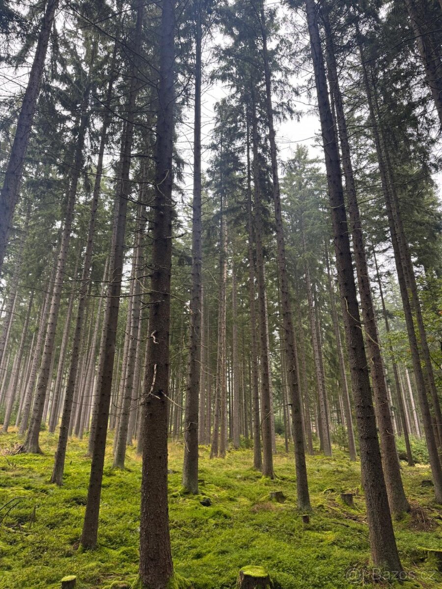 Prodám lesní pozemky v k.ú. Nicov - 4