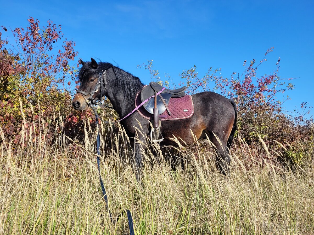 Prodám welsh part bred - 4