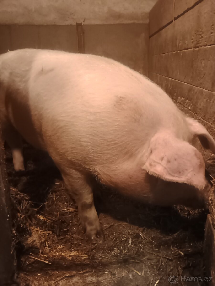Domácí prase - 4