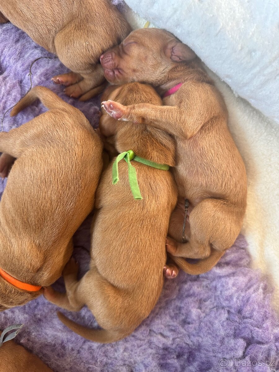 Maďarský krátkosrstý ohař - 4