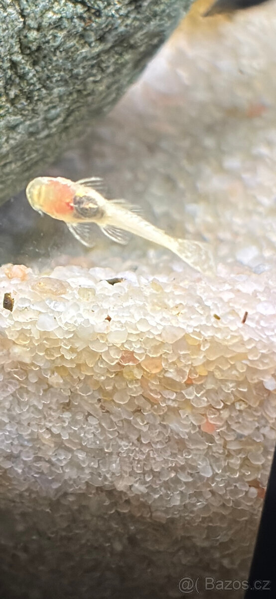 Black Molly, Ancistrus Gold - 4