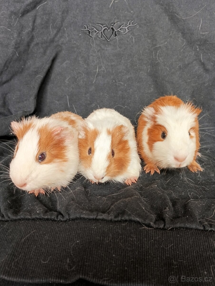 Prodáme morčata - 4