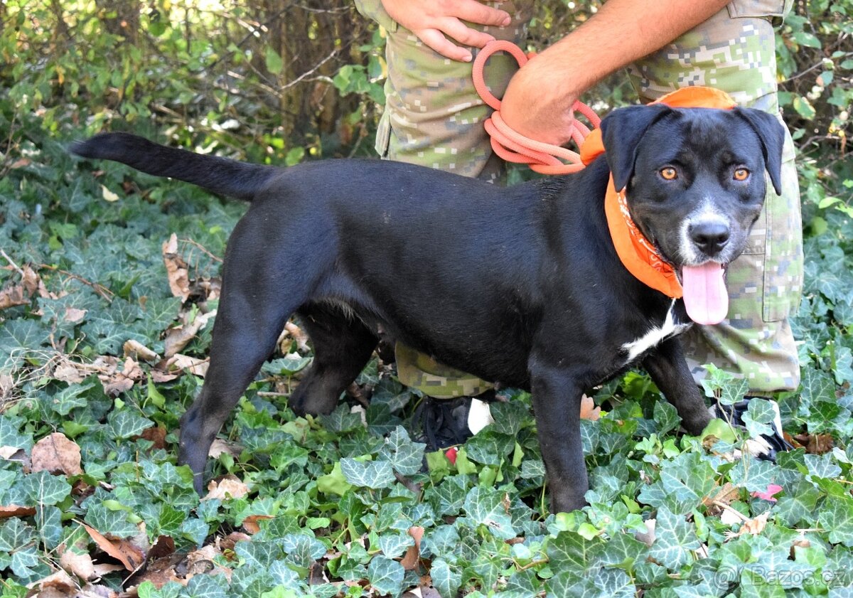 ADRIANA K ADOPCI - přátelská, umazlená, vděčná - 4