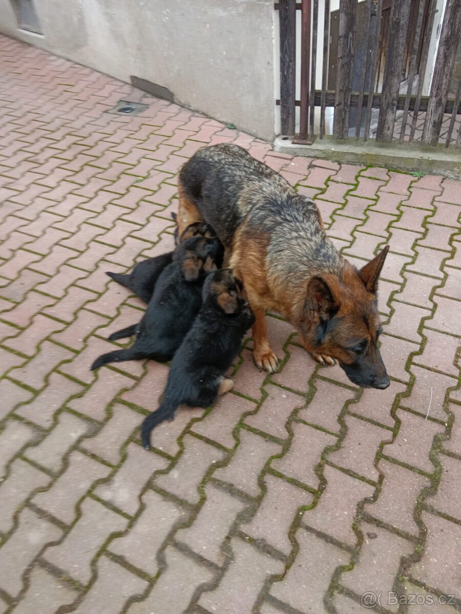 Německý ovčák - 4