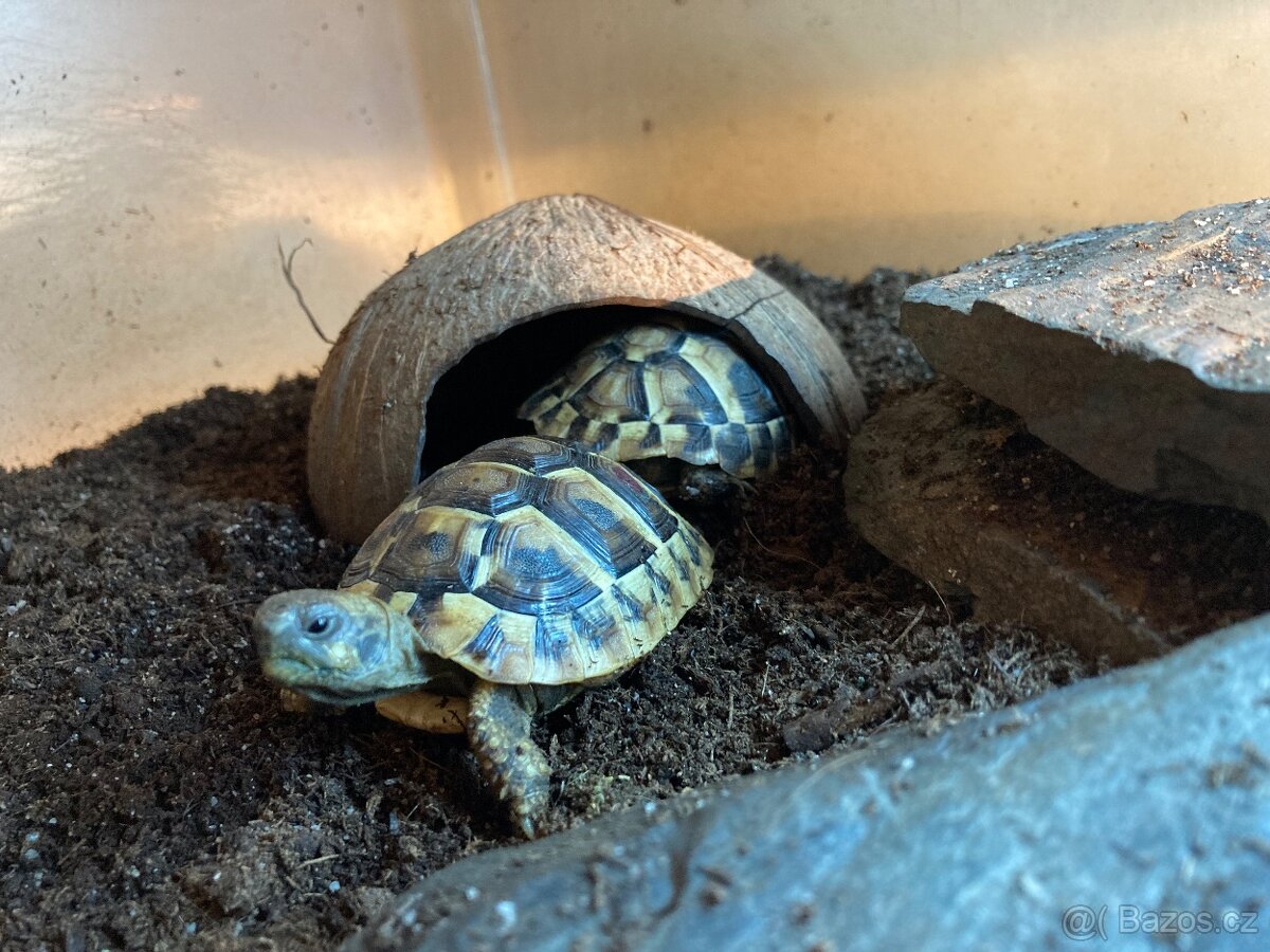 Suchozemská želva - 4