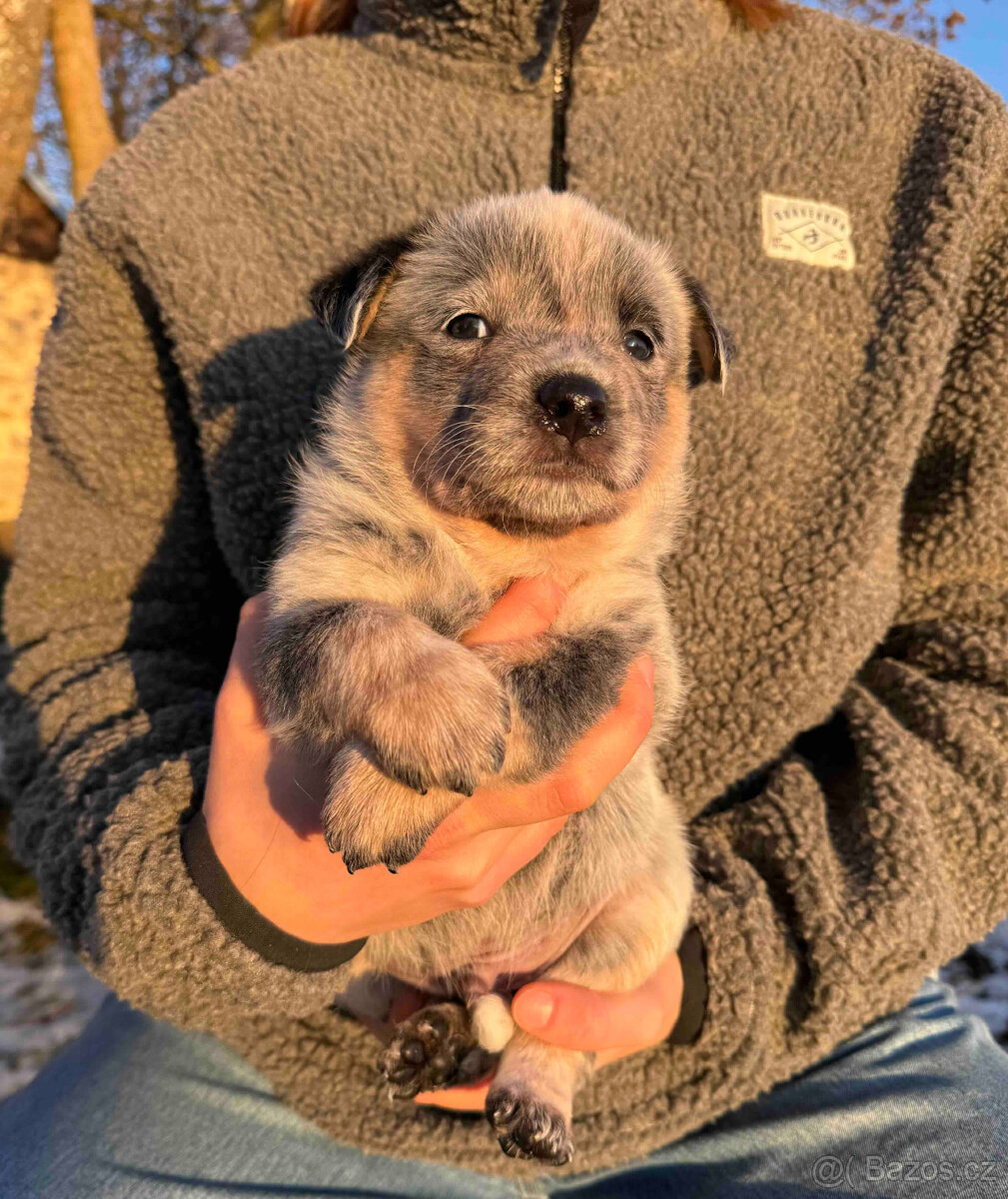 Australský honácký pes s PP - 4