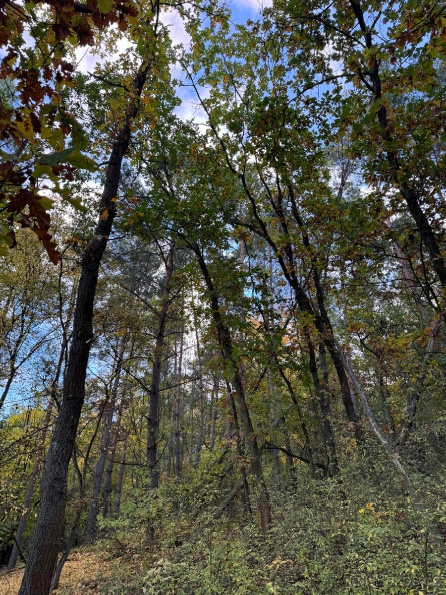 Prodej lesních pozemků v k.ú. Úlovice - 4