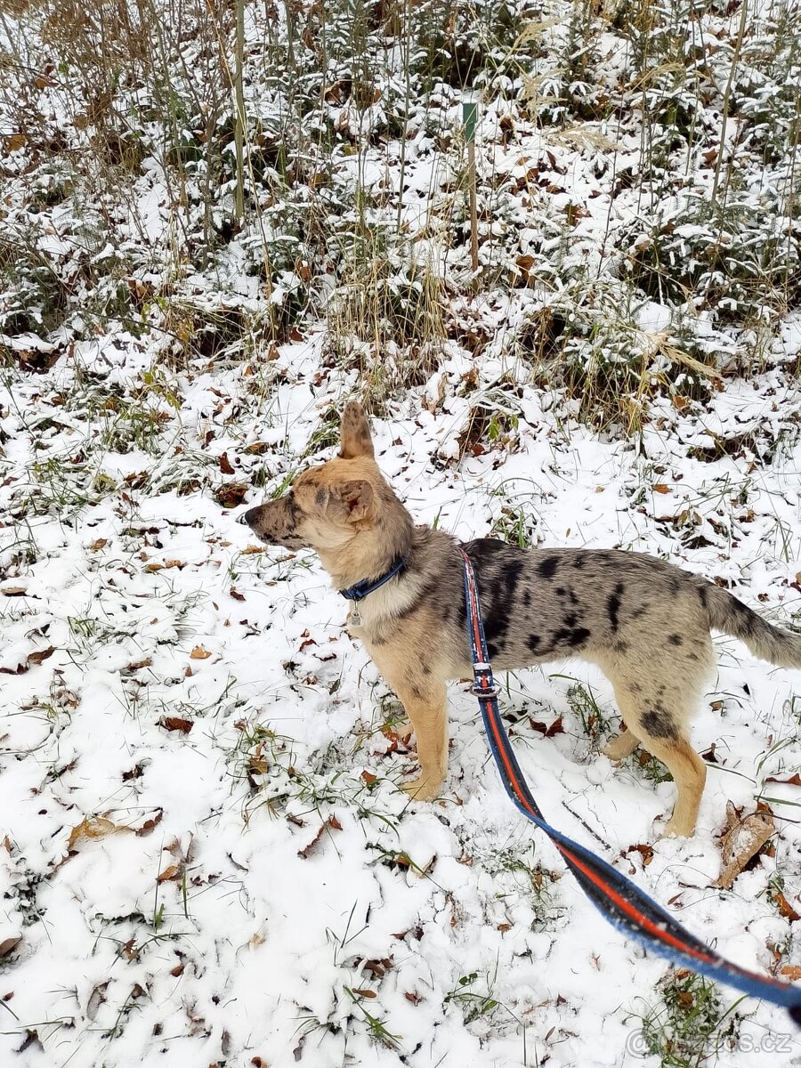 Daruji štěně 6 měsíců - 4