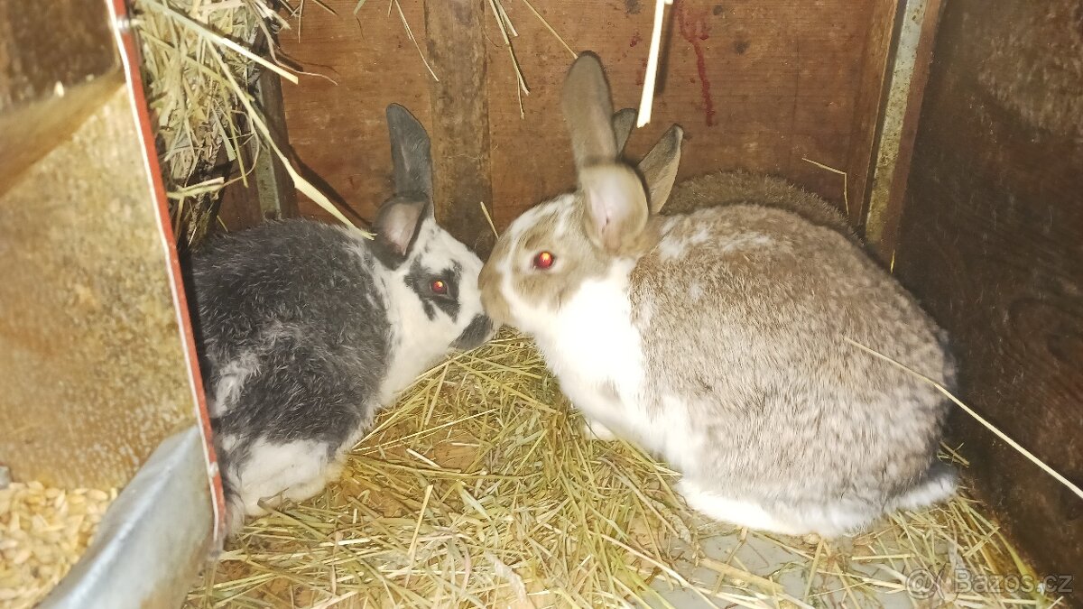 Králík na chov_2026 - 4