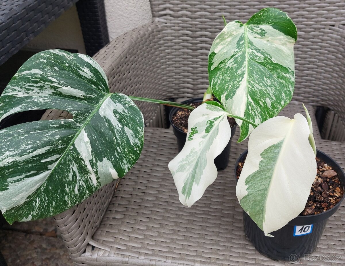 Monstera albo variegata - 4