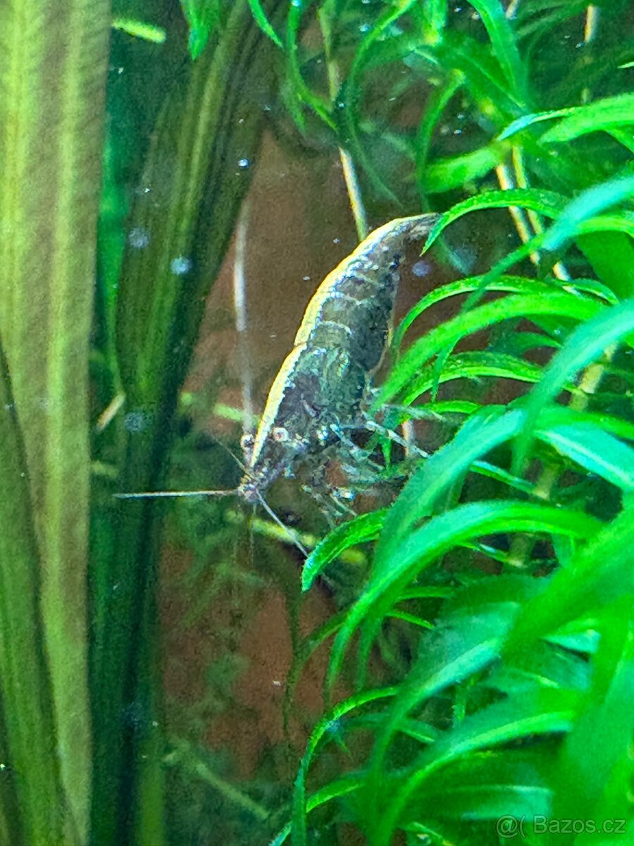 Krevetky Neocaridina - 4