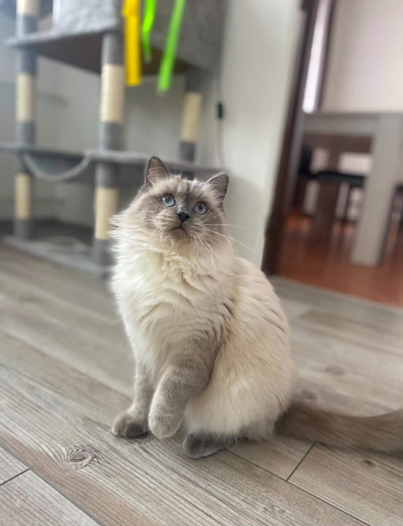 Kočka Ragdoll 2 roky - 4