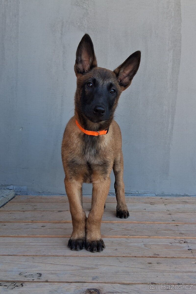 Štěňata Belgický ovčák malinois s PP - 4