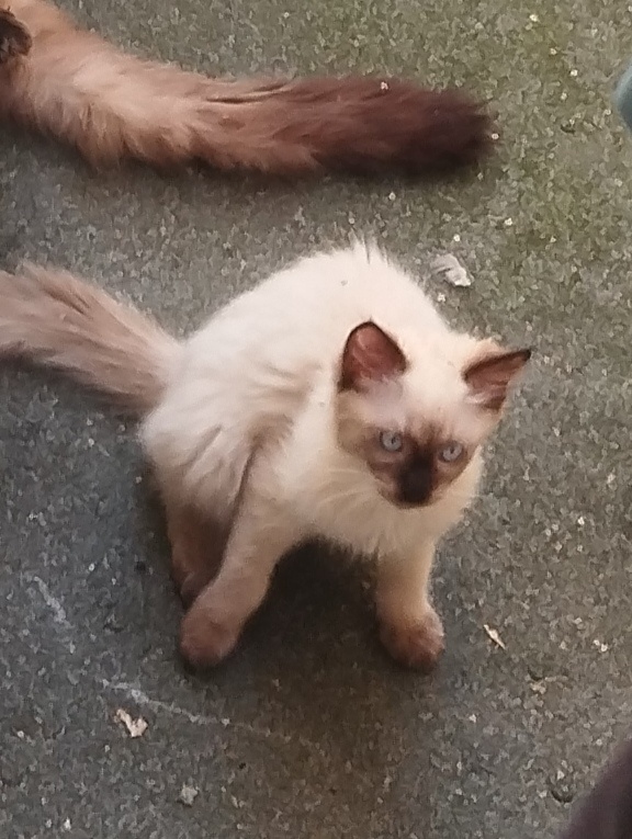 Prodám koťátka Ragdoll - 4