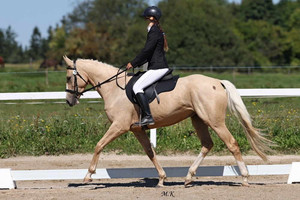 Prodám 3-letou klisnu Kůň Kinský, - 4