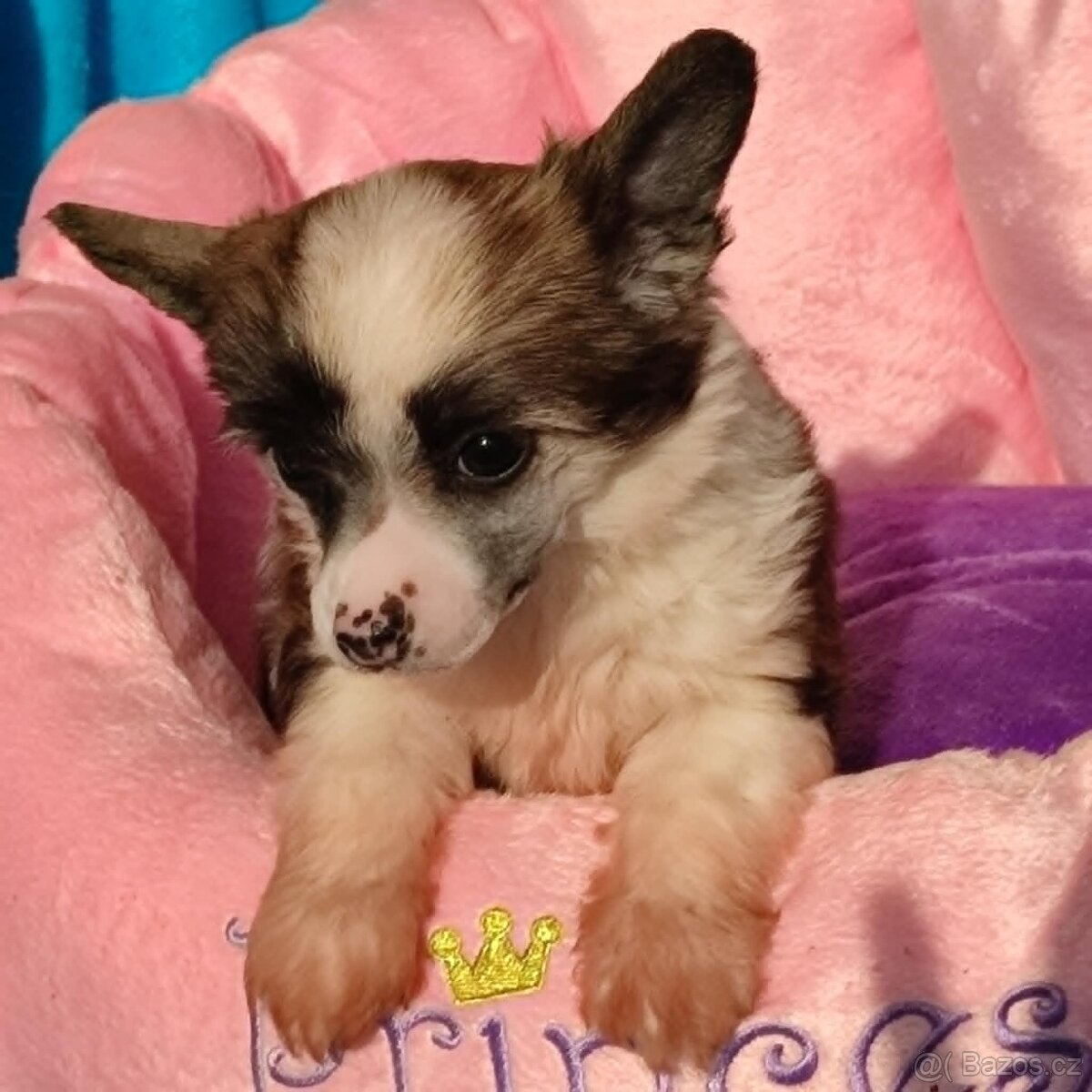 Čínský chocholatý pes labutěnka s pp - 4