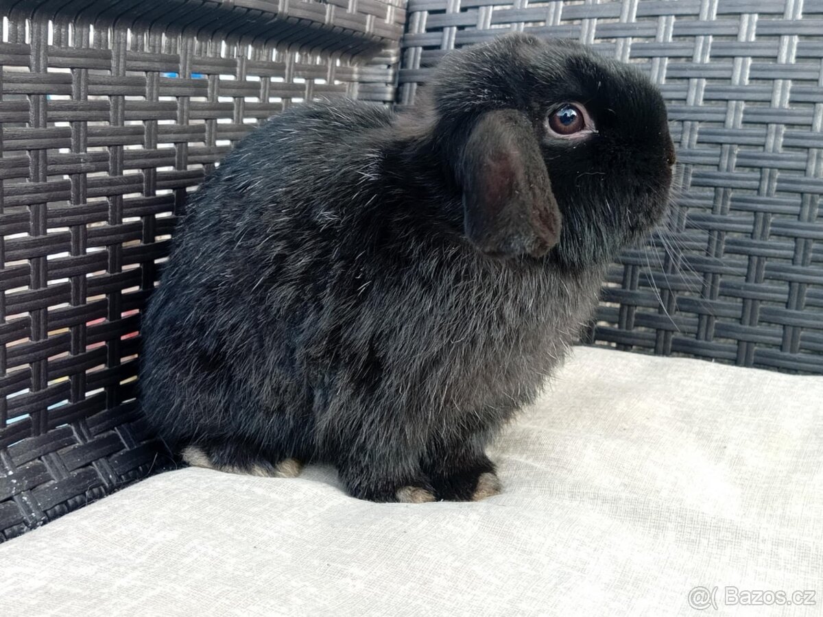 Volný Sameček - Anglický Zakrslý Beránek MiniLop🍑🧡 - 4