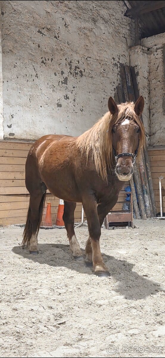 Dvě klisny slezskeho norika - 4