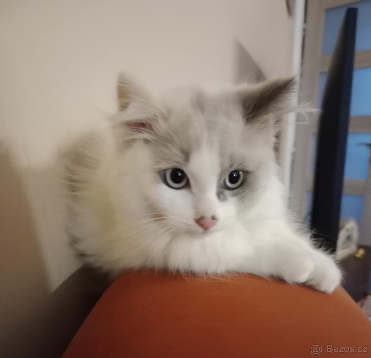 Ragdoll koťátka bez PP - 4