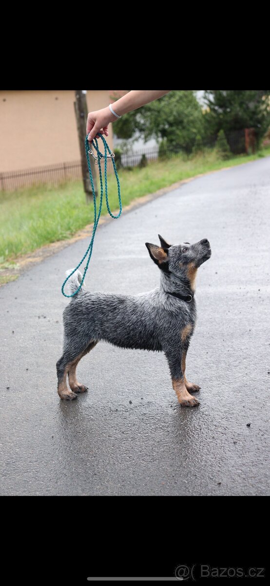 Australský honácký pes - 4