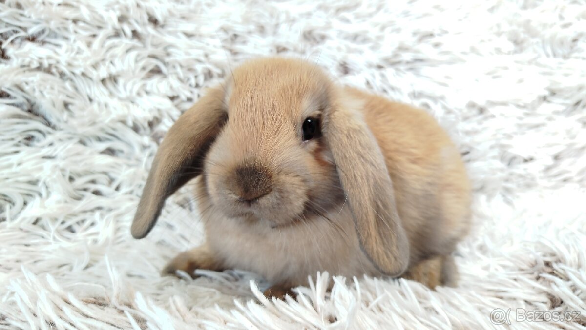 Zakrslý beránek, králíček, králík - JIJI - 4