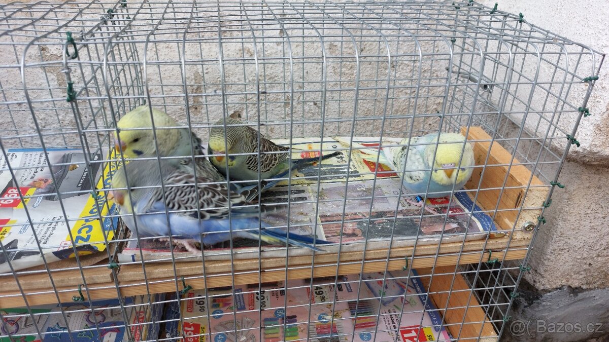 Andulky samečci - 4