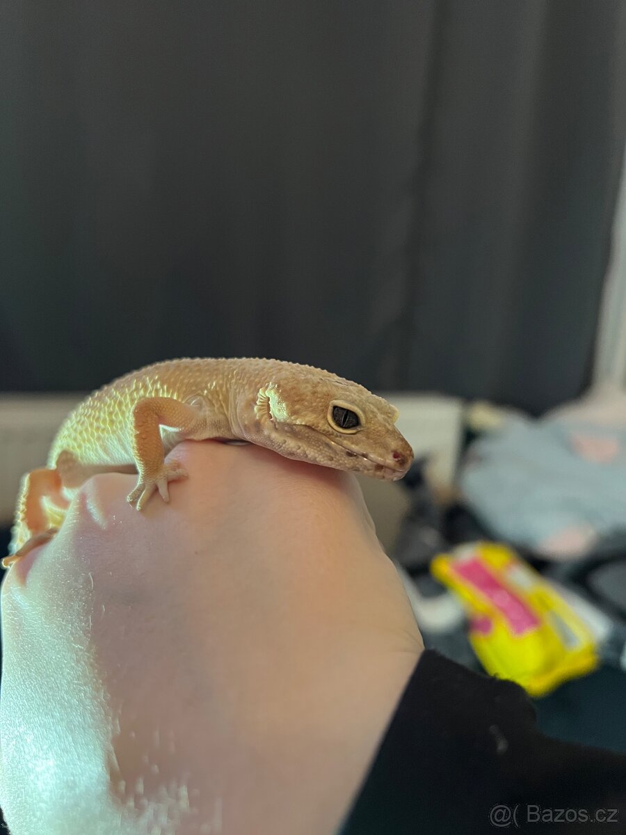 Prodám Gekončík Noční - 4