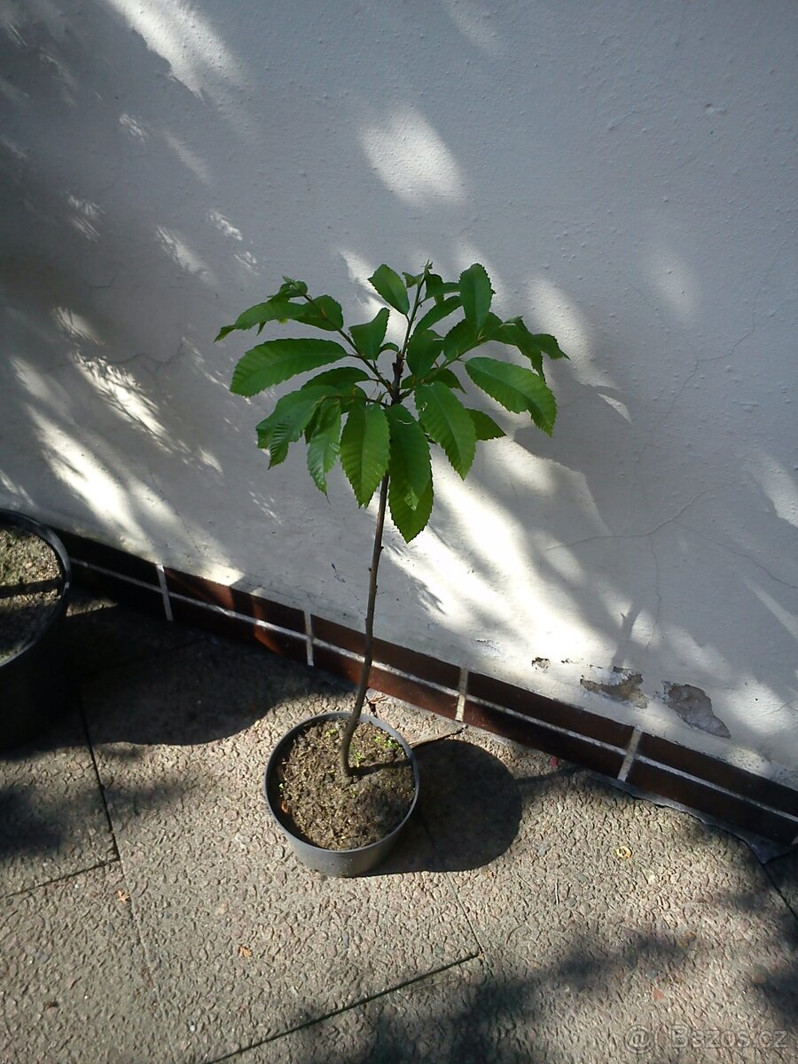 Borovice, smrčky, túje a další dřeviny - 4