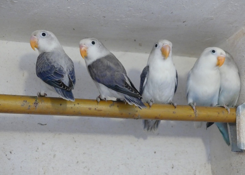 Agapornisové fischeri - 4