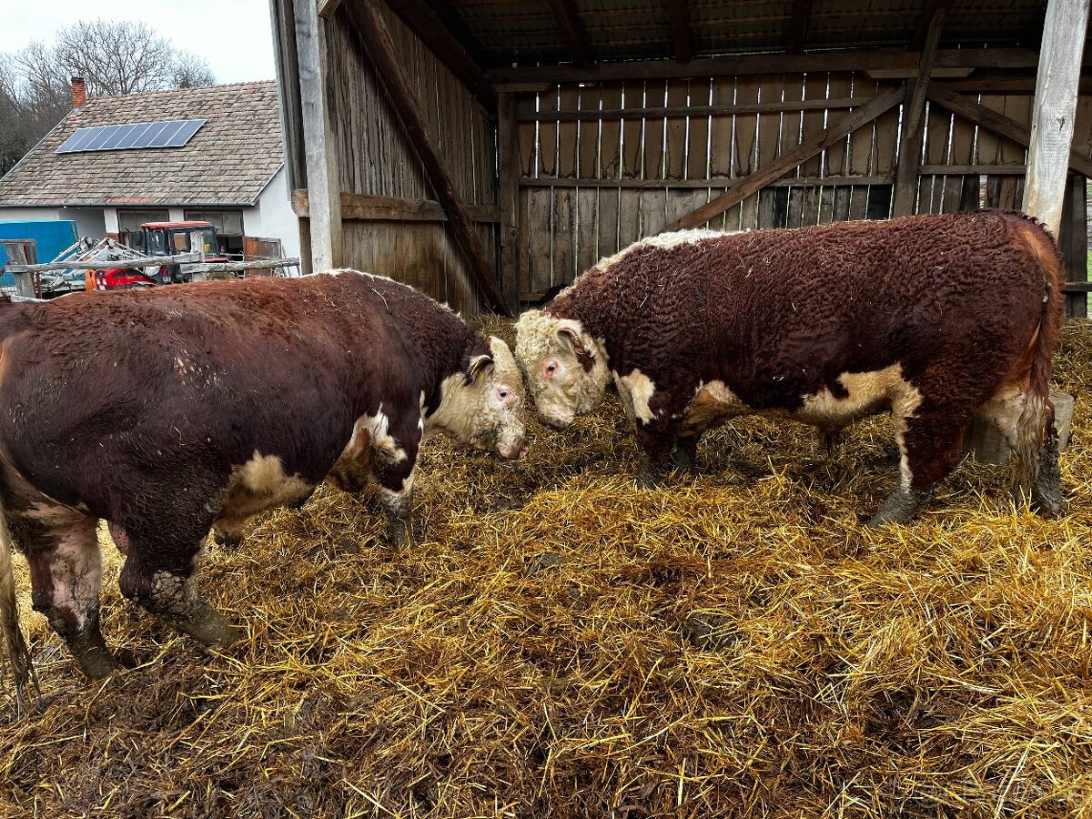 Plemenný býk Hereford - 4